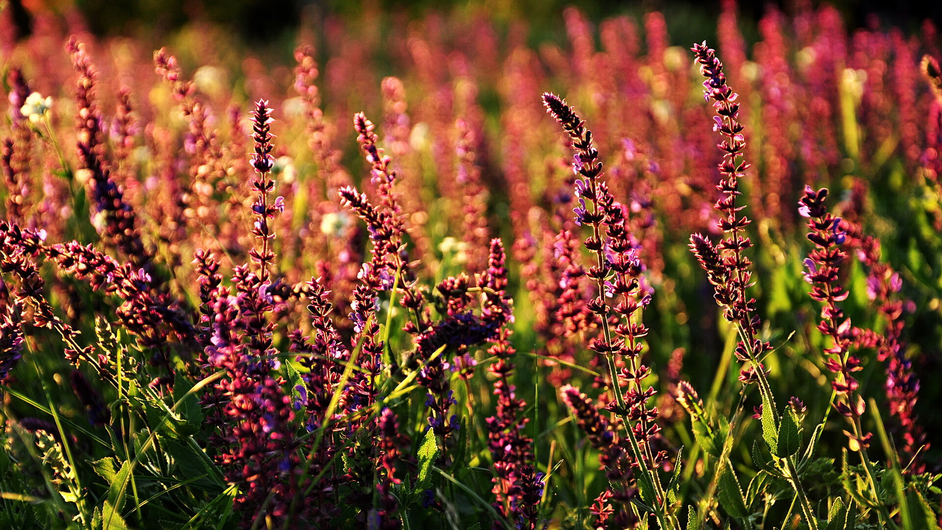 平行时空的暴走,当王皓意外点燃了法兰西之夜