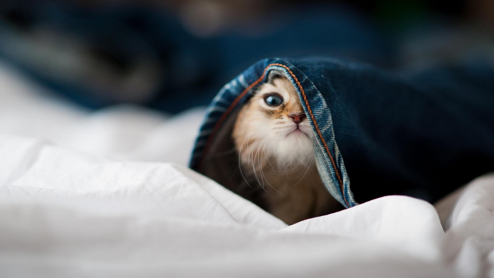 南美魔法与埃及火焰,当桑巴军团逆转老妇人,萨拉赫点燃了唯一的夜