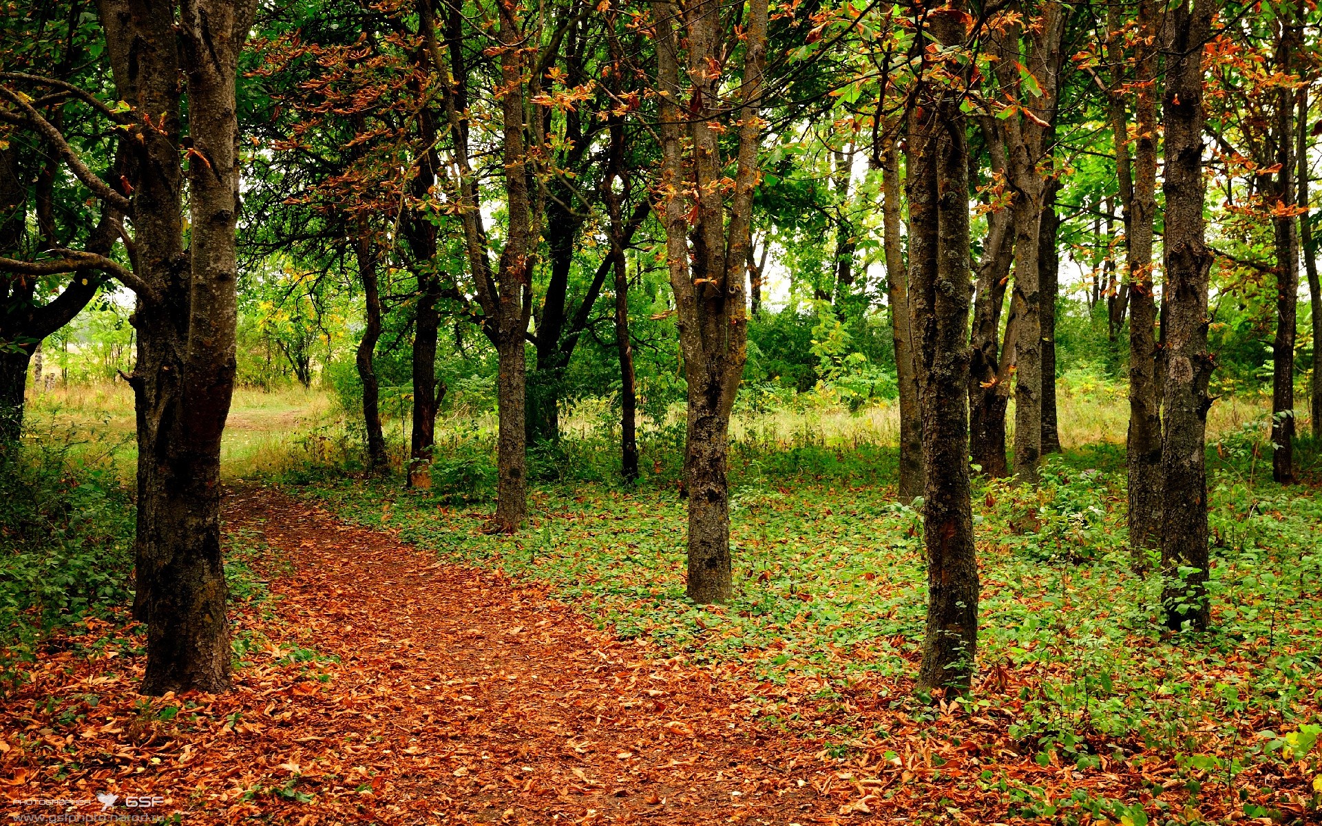 新王当立,皮亚斯特里一役封神,迈凯伦的银刃刺破红牛王朝