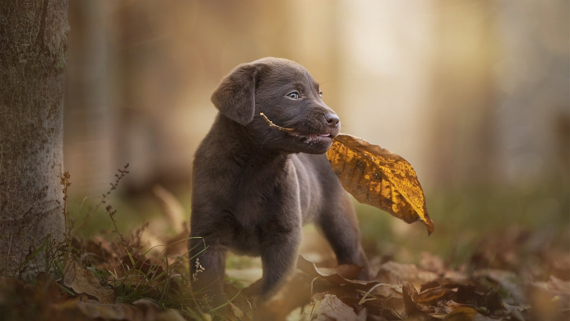 面具下的战神,浓眉血染征袍,辽宁斩落广厦的关键先生