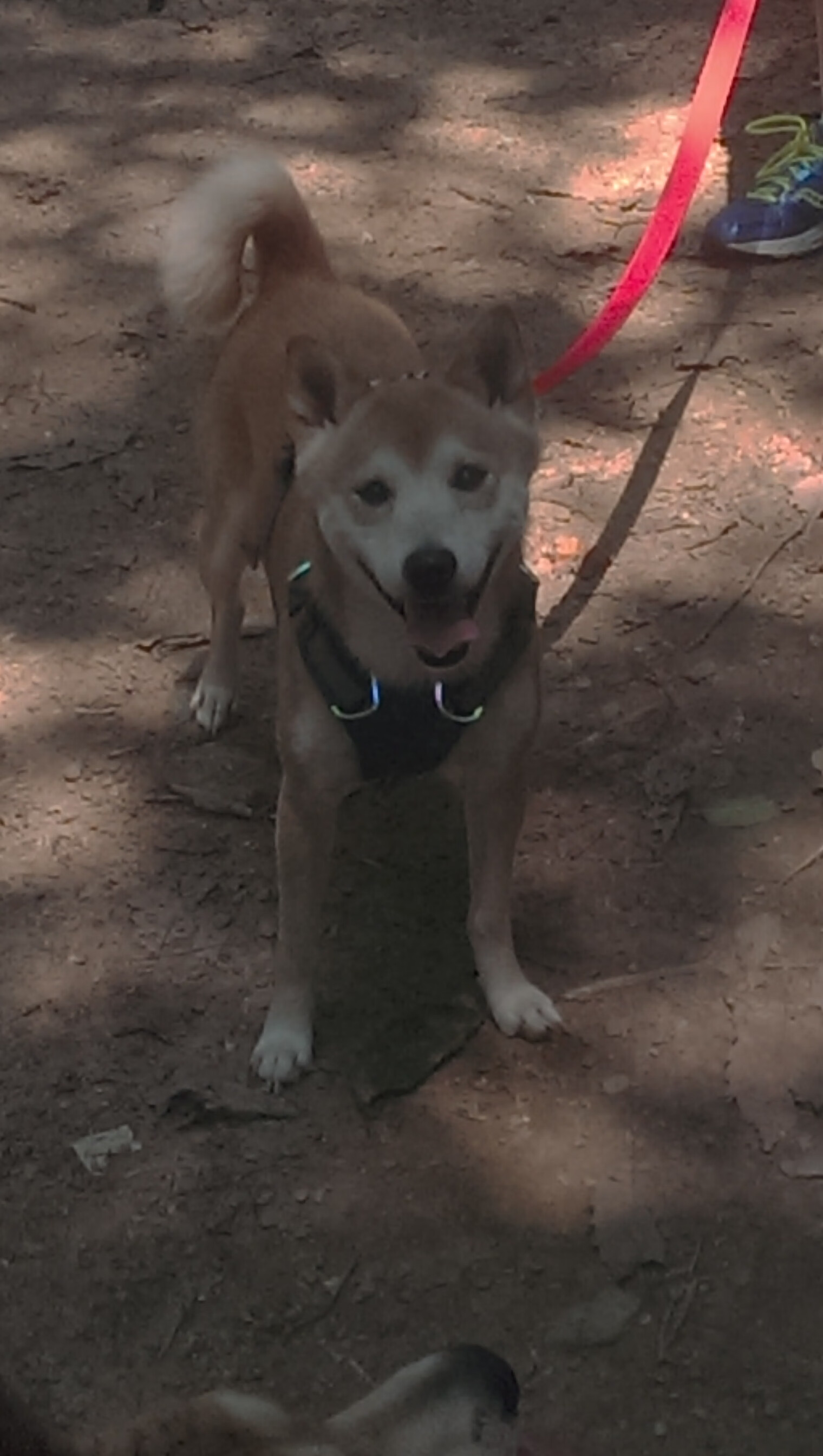 漂移过弯，当浙江队切特在决胜时刻接管比赛