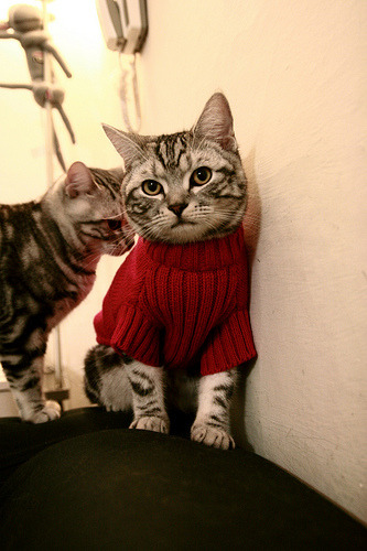 冰封者的收割，纪律刀锋下的救赎与王朝覆灭