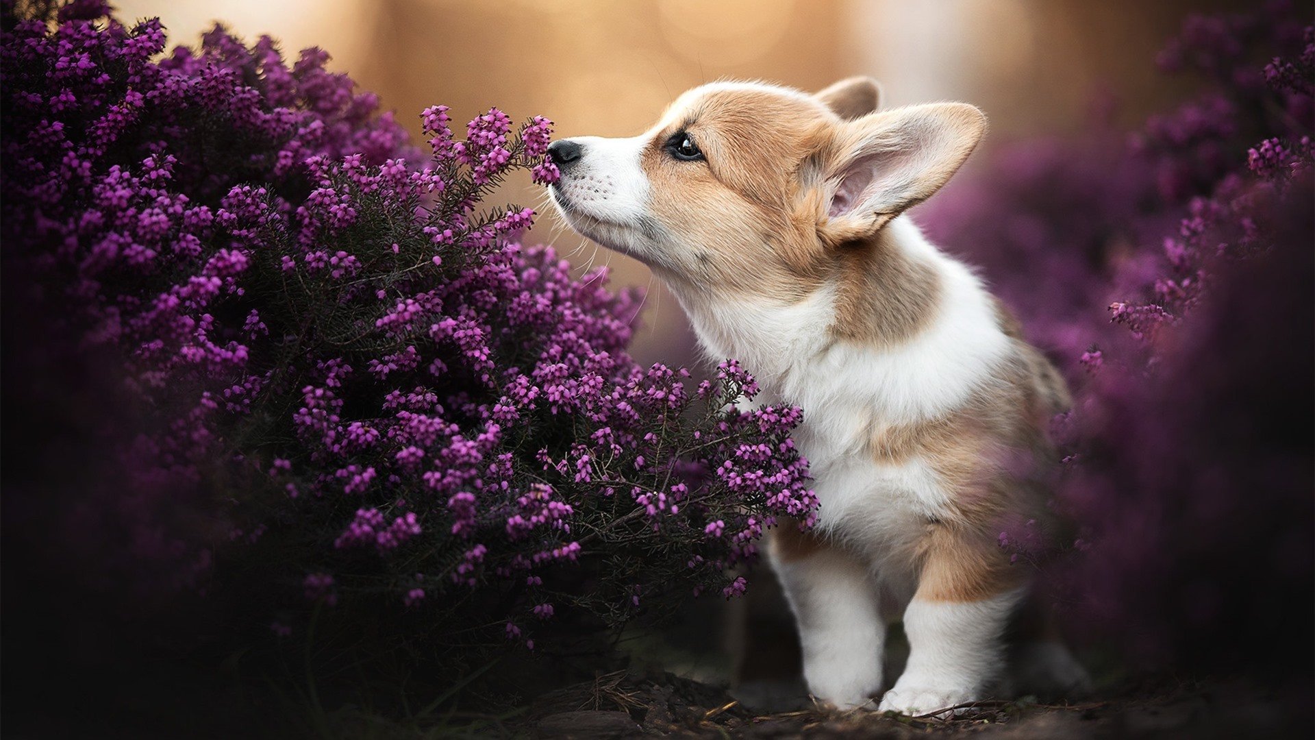 坎特,一夫当关,万夫莫开 威尔士与委内瑞拉的战术博弈中,他定义了何为定海神针