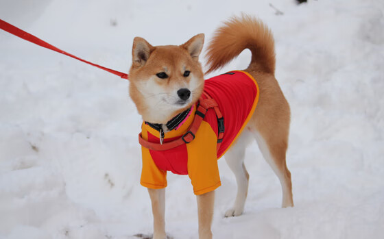 东方纪律与南意狂想，赖斯的铁腰如何在欧冠关键回合定鼎乾坤