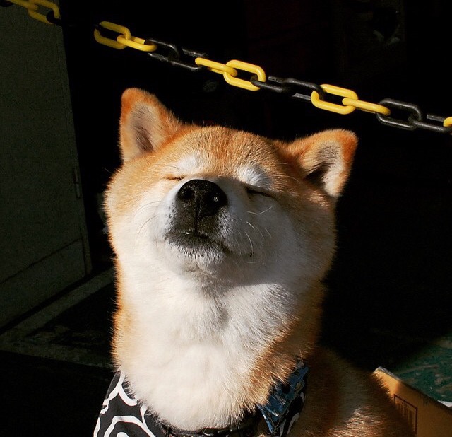 手术刀般精准!国王奇才战术肢解广厦高塔,福克斯东决G5独舞定乾坤