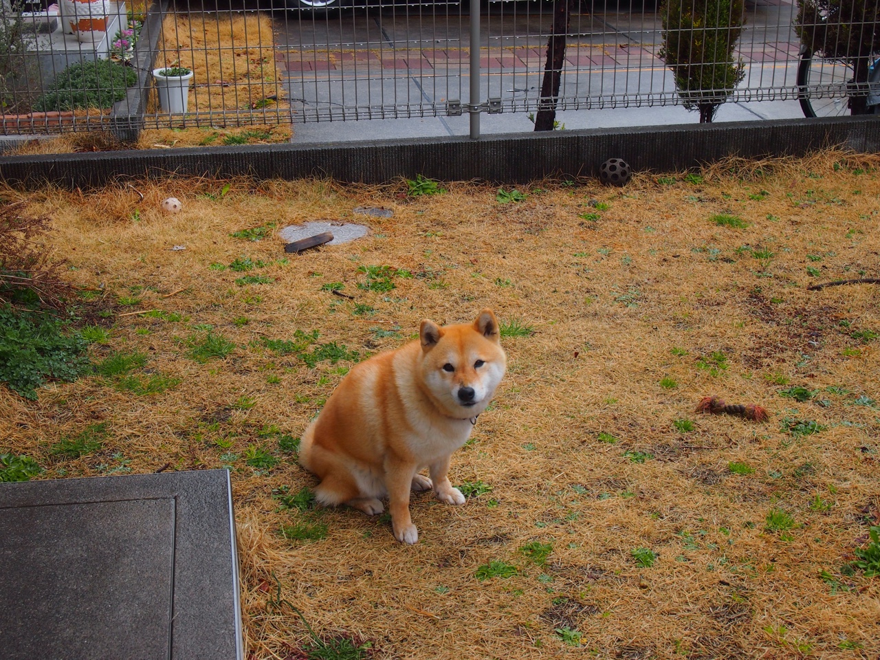 历史首次,爱尔兰篮球队正面击溃马赛—当NBA总决赛遭遇文化解构狂想