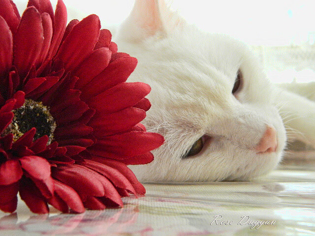 冠军DNA觉醒!欧文末节19分打崩黄蜂,快船三巨头亮出争冠獠牙