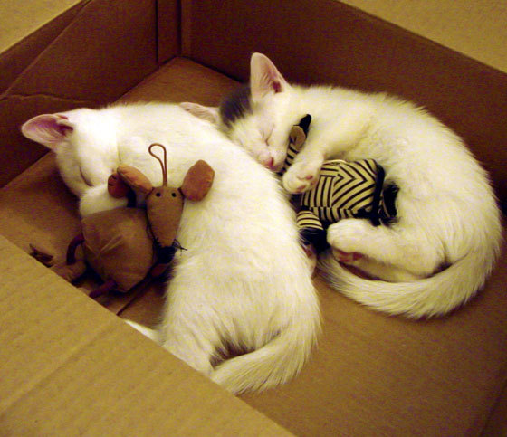 格纳布里时刻,连珠得分撕裂北欧防线,加拿大棋差一招的启示