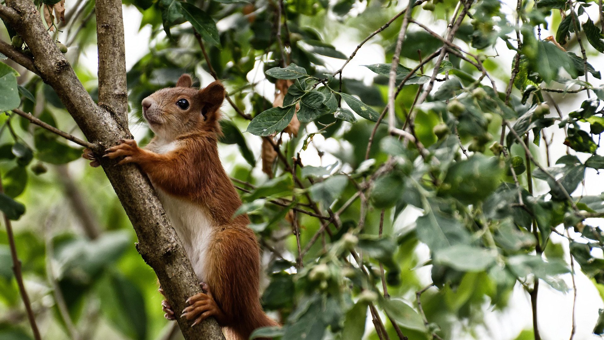 从撕裂之城到世界之巅,当贝恩的双重征服定义篮球唯一性