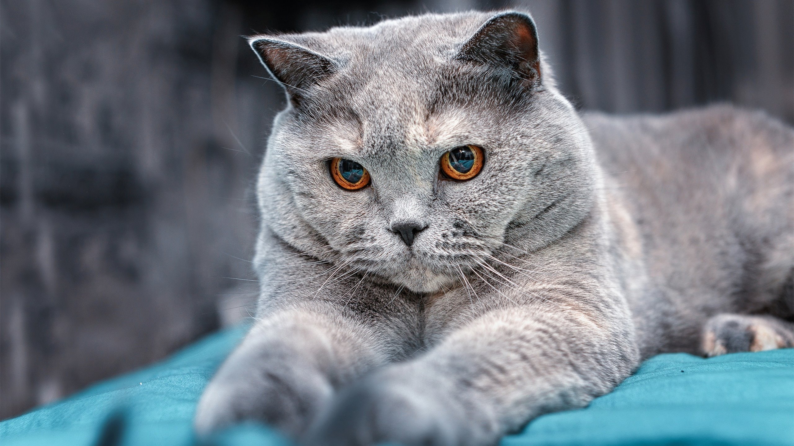 萨拉赫欧冠决赛闪耀,埃及国家队却败给牙买加硬仗