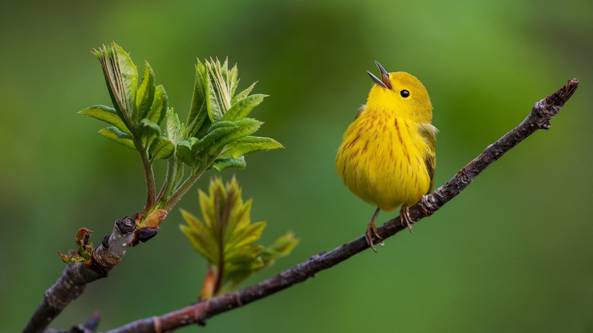 红色奇迹!深圳末节窒息防守导演逆转,马德里绝境翻盘国王创欧冠历史