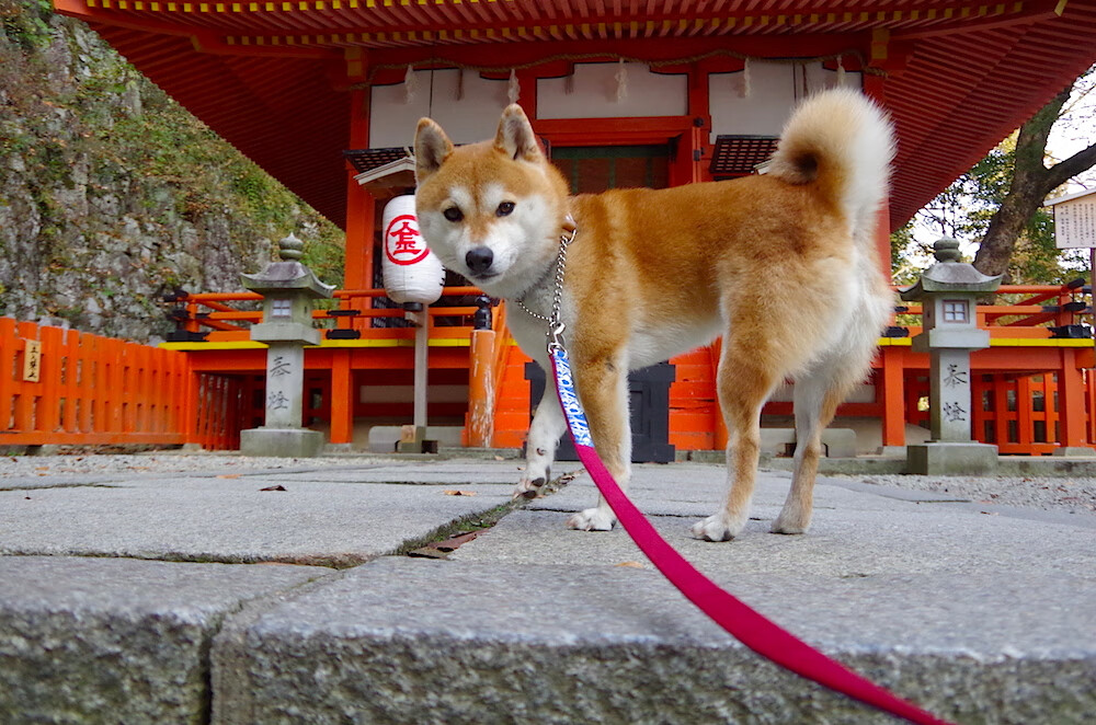 爱游戏大厅-他让时间弯曲，拉梅洛·鲍尔与他的非典型统治艺术