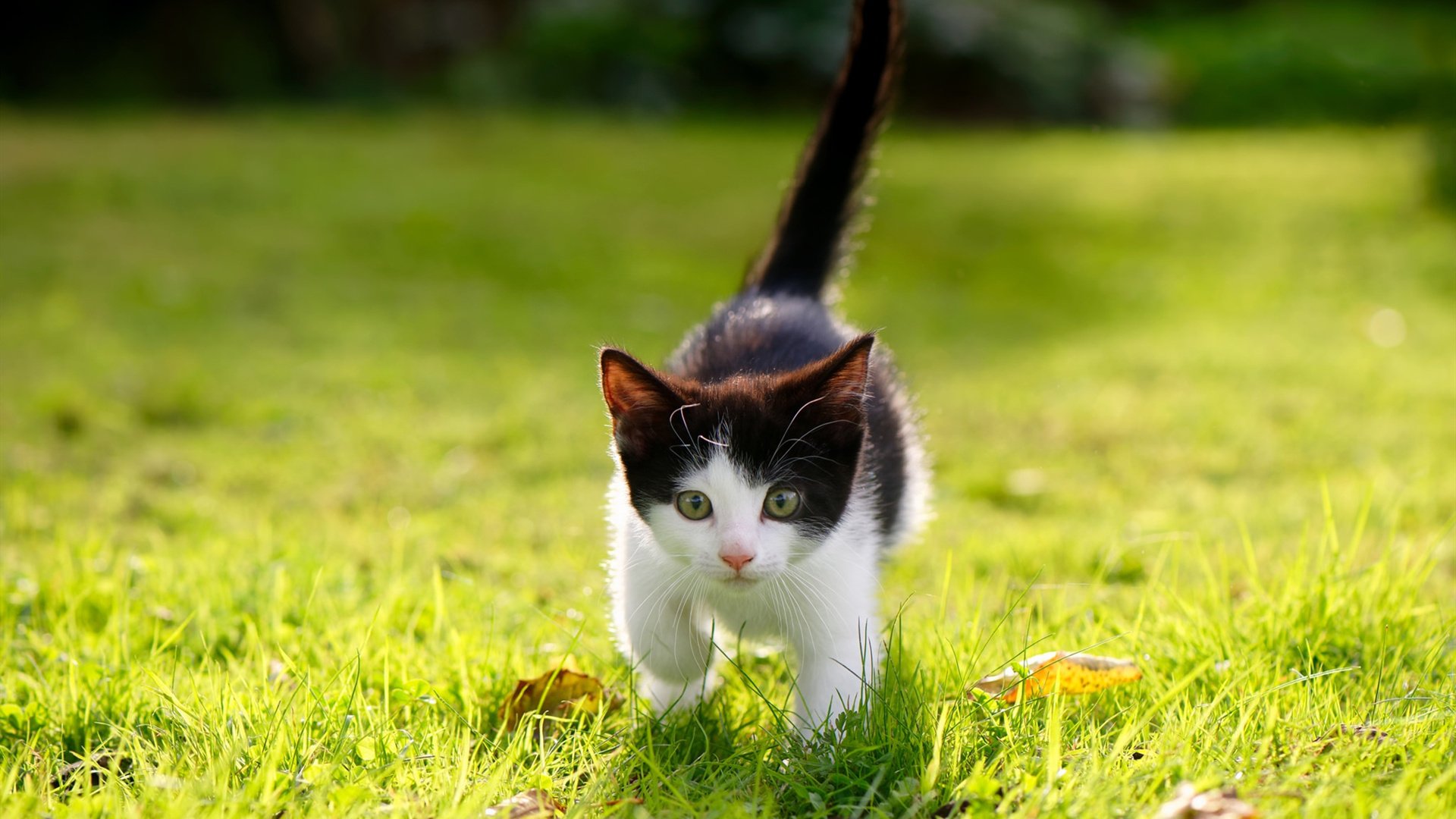 爱游戏入口-跨界王朝，巴黎圣日耳曼篮球部全面压制乌拉圭国家队，本泽马抢七战封神