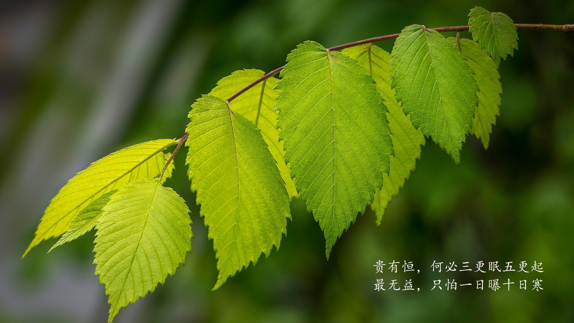 孤星之战,2026世界杯A组,托纳利点燃蓝衣军魂,印度防线在罗马尼亚狂潮中崩塌